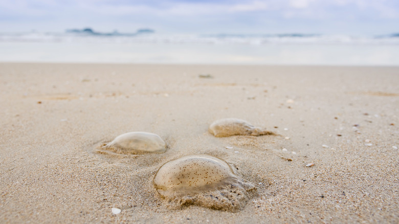 jellyfish on beach