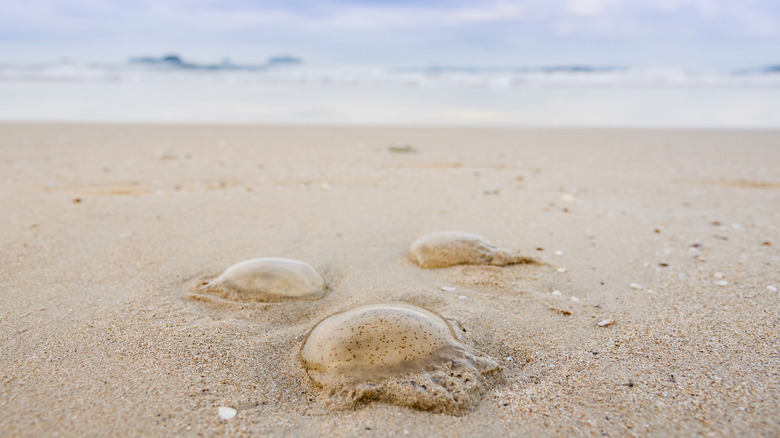 jellyfish on beach
