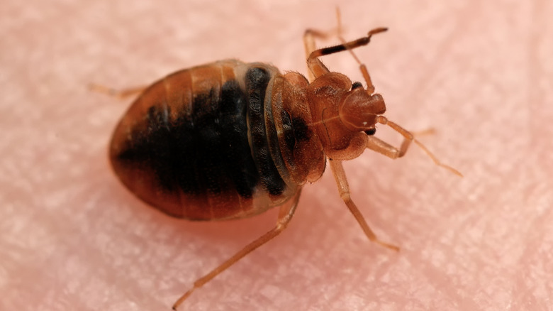 Bed bug on skin