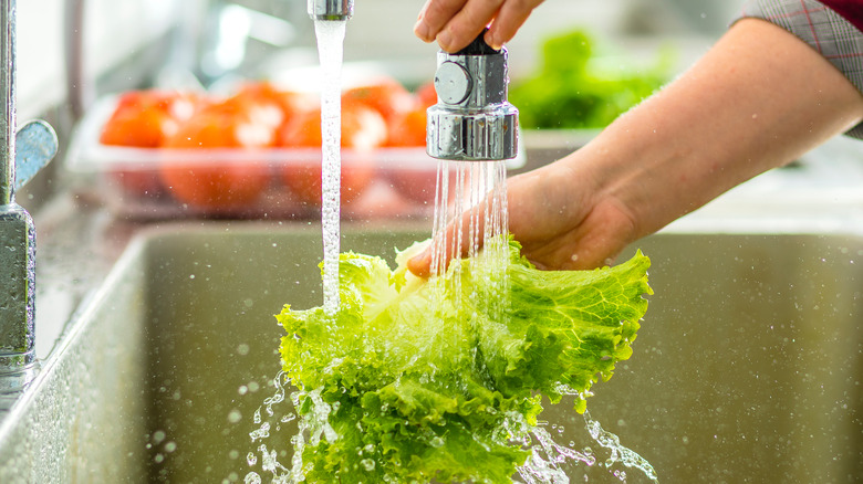 washing lettuce