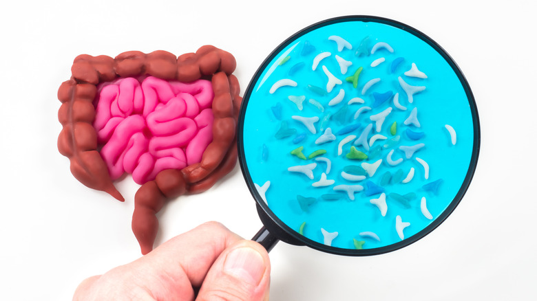 Anatomical model of the human gut including appendix beside a magnifying glass through which cells are visible