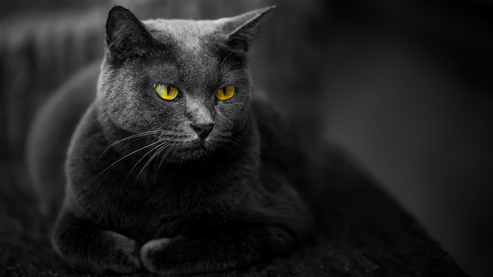 Gray cat with yellow eyes lying down