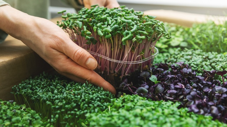 hands holding microgreens