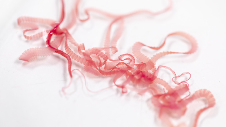 close up of tapeworms