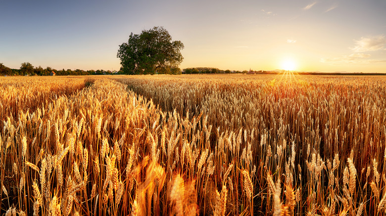 wheat field