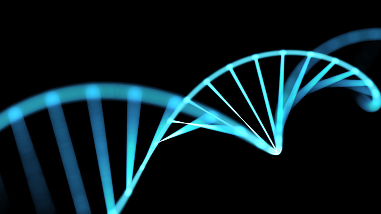 The double helix of a DNA molecule