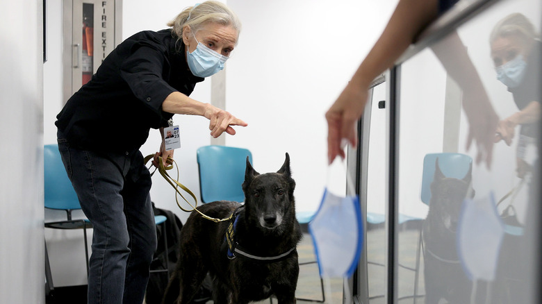 Trainer pointing COVID sniffing dog in the direction of a mask at the airport