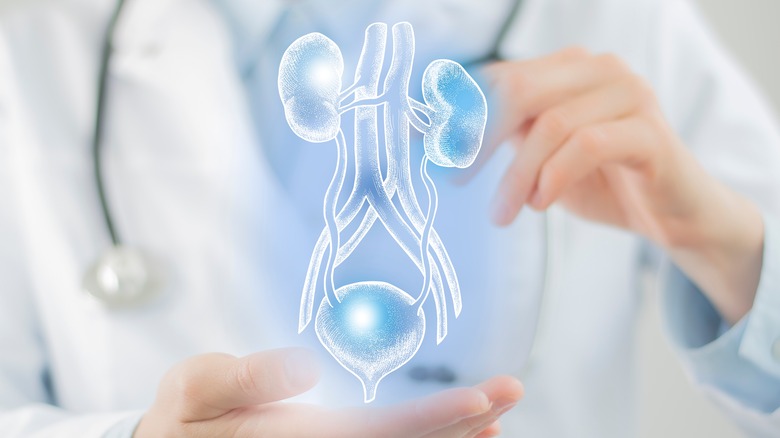 doctor with virtual bladder model