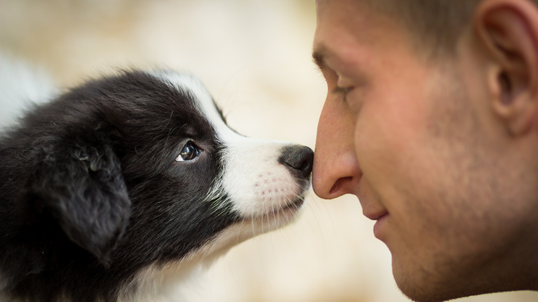 Dog sniffing human's nose