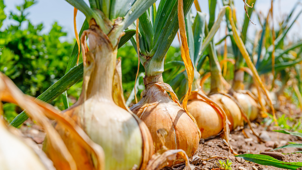 Onion plants growing in garden field