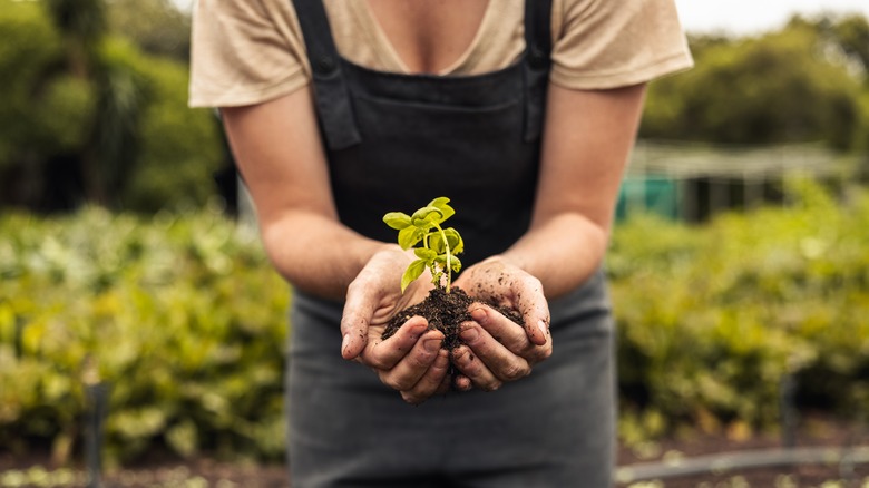 person holding plant in hands