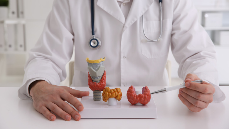 Doctor pointing to thyroid gland model