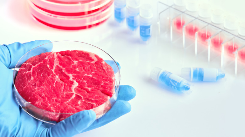 Lab-grown meat in petri dish