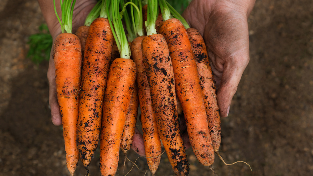 Person holding a bunch of carrots that still have dirt on them from being pulled from the ground