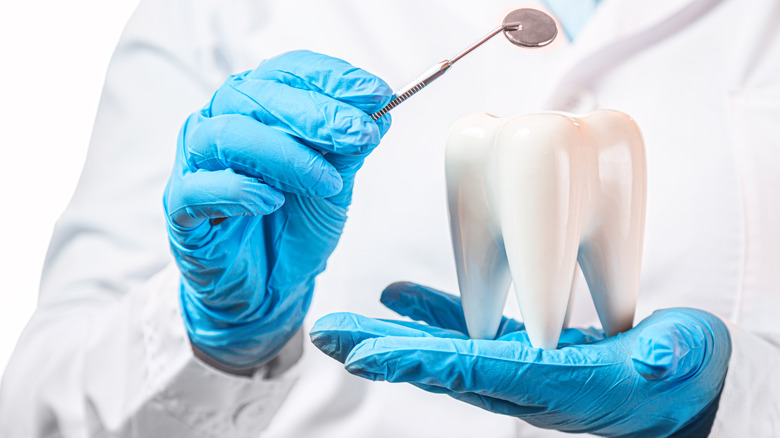 Dentist holding model tooth