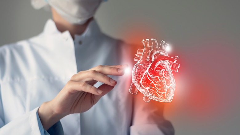 doctor and model of heart