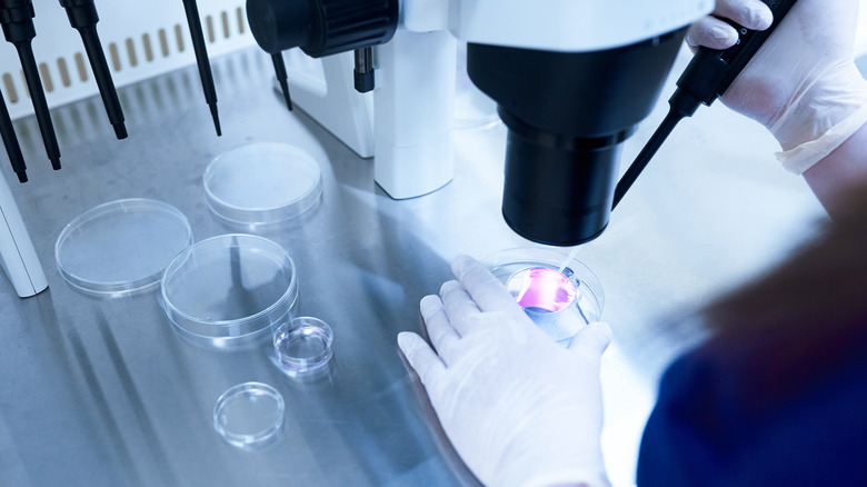 Gloved pair of hands conducting IVF treatment on petri dish under microscope in lab