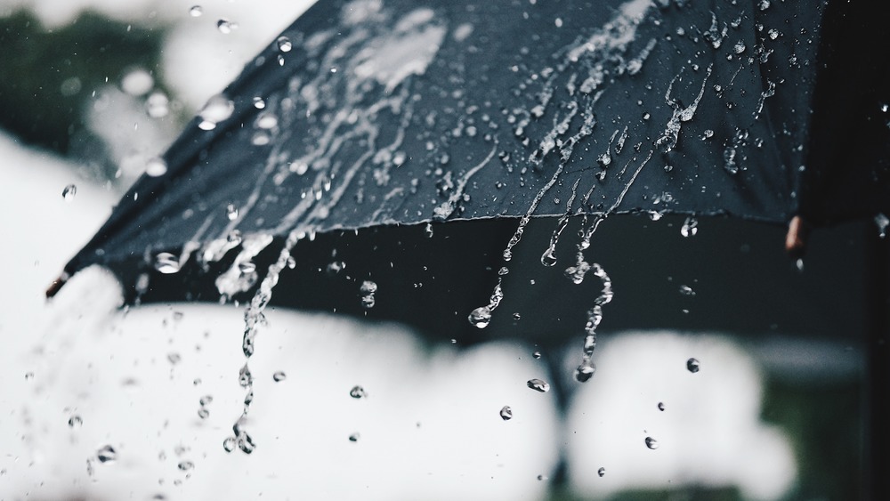 Umbrella