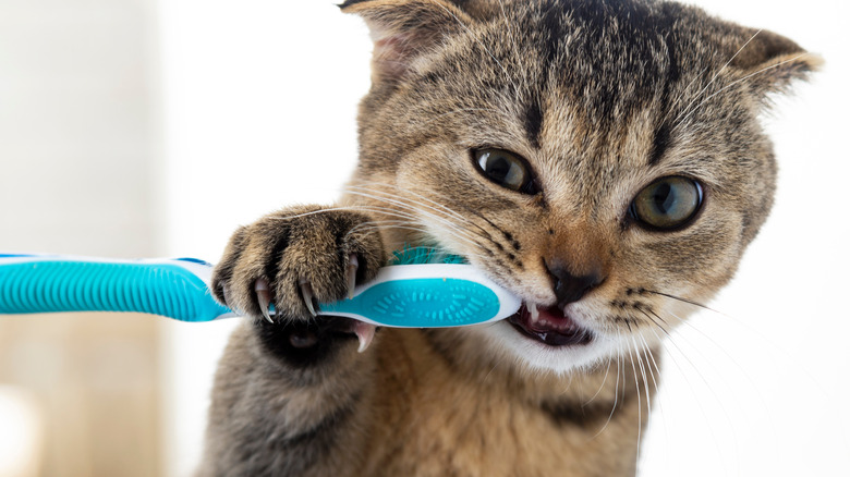 grey striped cat chewing toothbrush