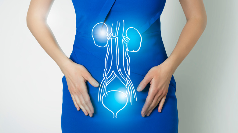 Virtual kidneys and bladder
