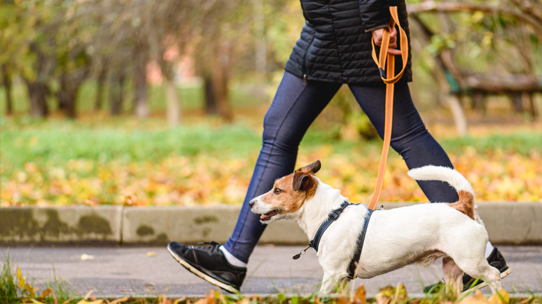 Person's legs walking next to dog