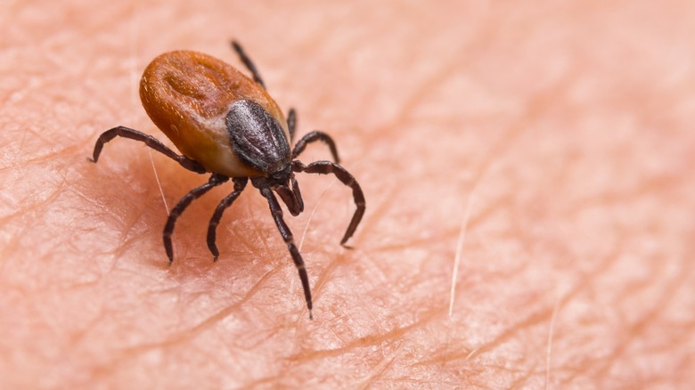 tick on human skin