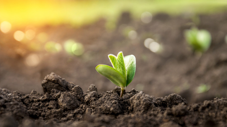 soybean plant sprouting from dirt