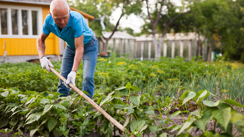 older man gardening
