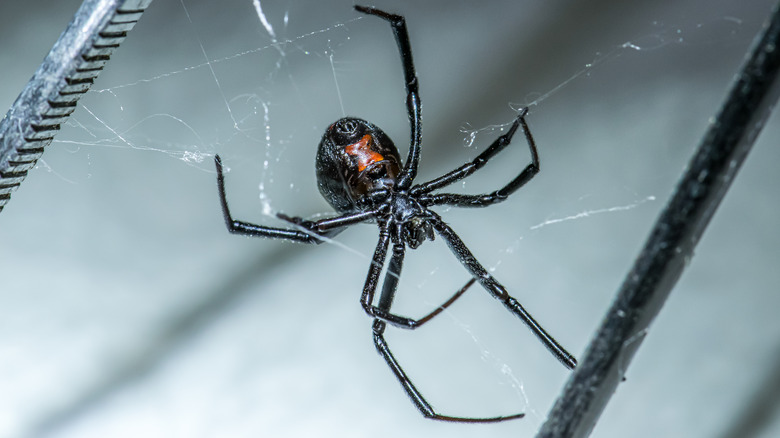 black widow spider