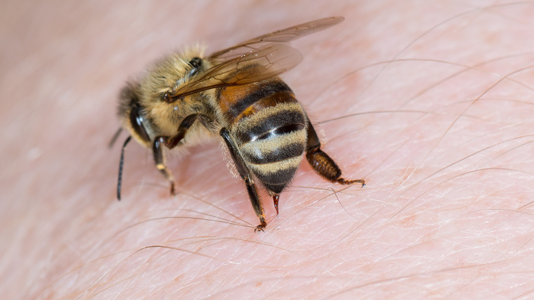 Bee stinging human skin