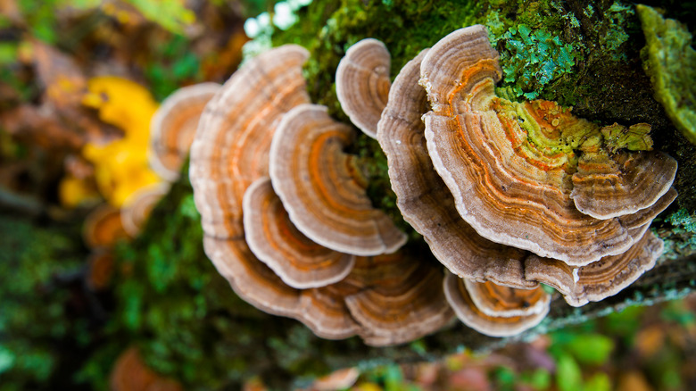 Turkey tail mushroom on tree