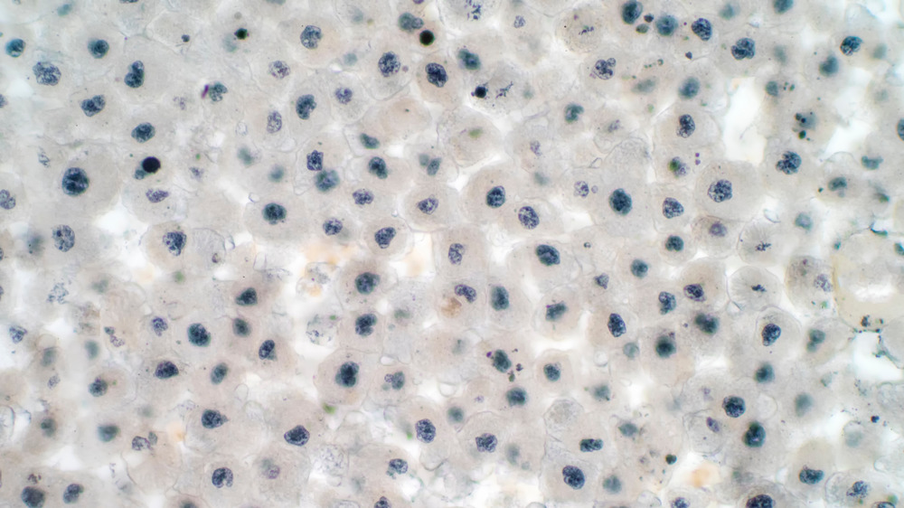 Closeup of a stem cell colony