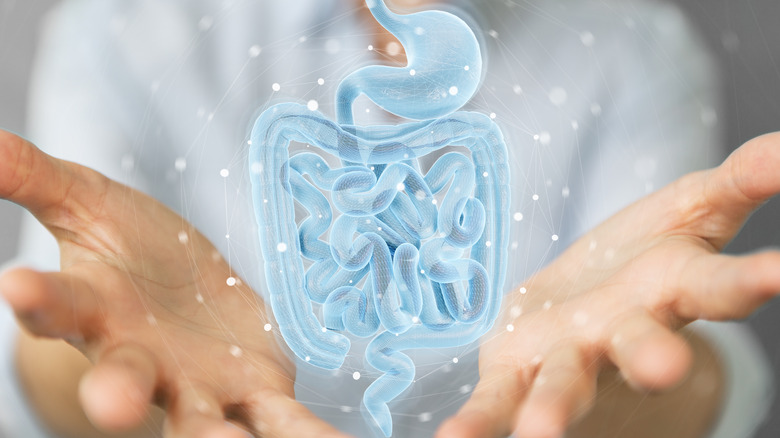 gut health intestines