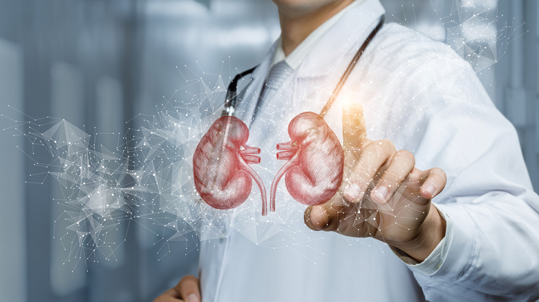 healthy kidneys with doctor
