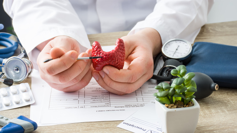 doctor holding model of the thyroid gland