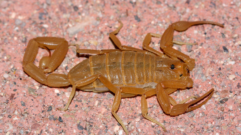 Arizona bark scorpion