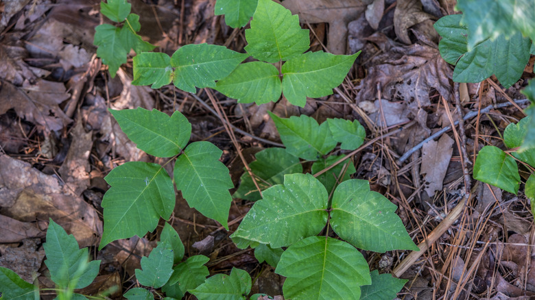 poison ivy plant