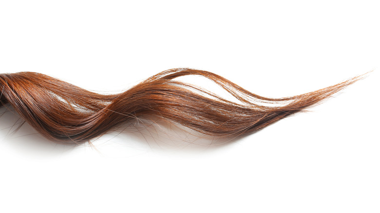 Lock of brown wavy hair 
