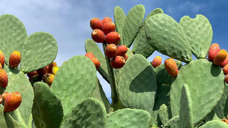 Close-up of prickly pear cactus