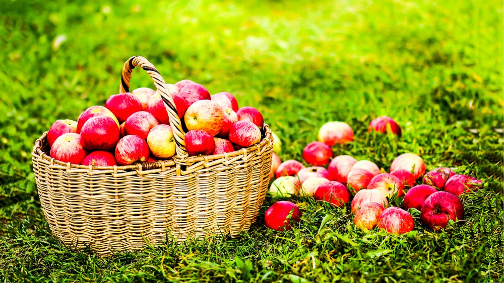 Basket with red apples on grass