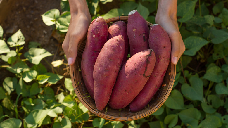 A farmer holds a basket of sweet potatoes