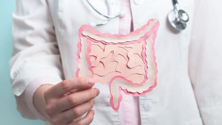Doctor holding intestine image