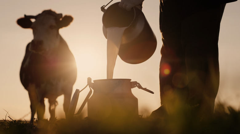 Farmer pouring raw milk in container