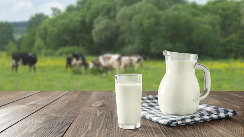 milk in field