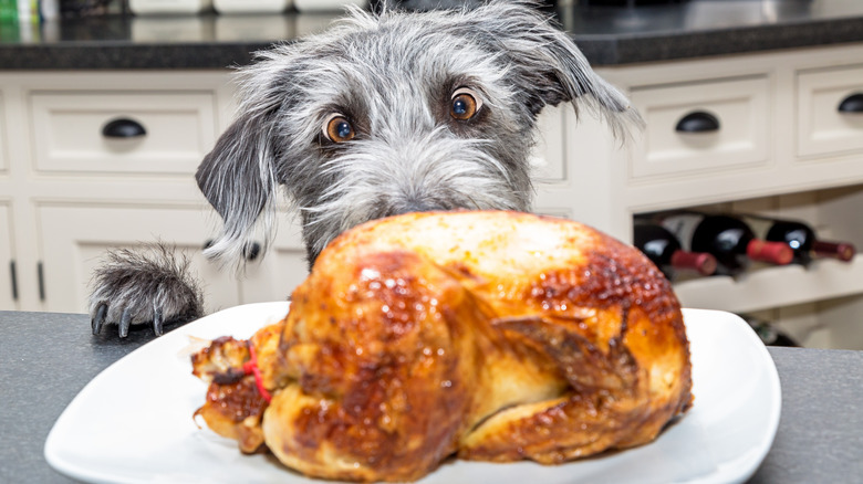 a dog staring at leftover chicken on the counter 