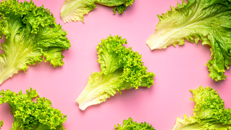 Leaves of lettuce on pink background