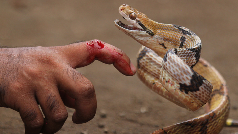 Snake biting bloody finger