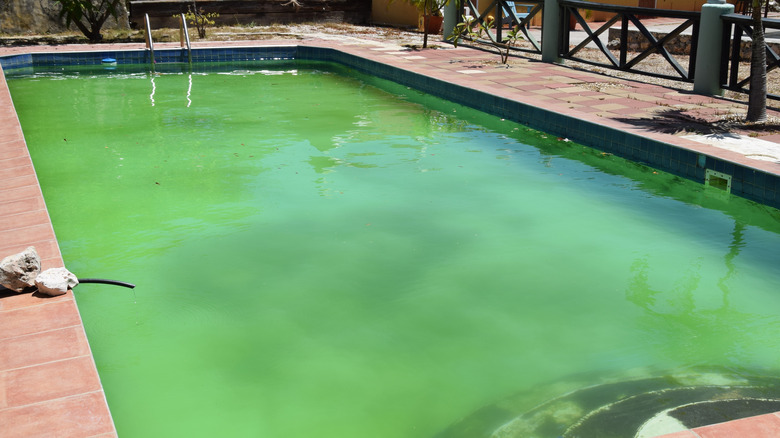 Swimming pool with green water