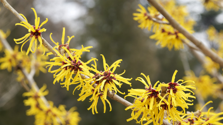 Witch hazel flowers