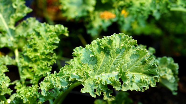 closeup of kale